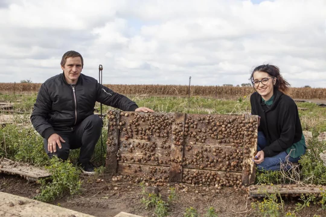 Ile można zarobić na hodowli ślimaków: realne przychody i koszty w branży