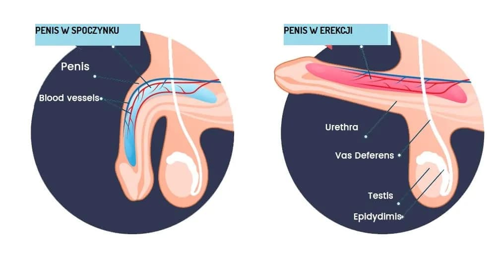 Zaburzenia erekcji objawy: Jak rozpoznać problemy z erekcją?