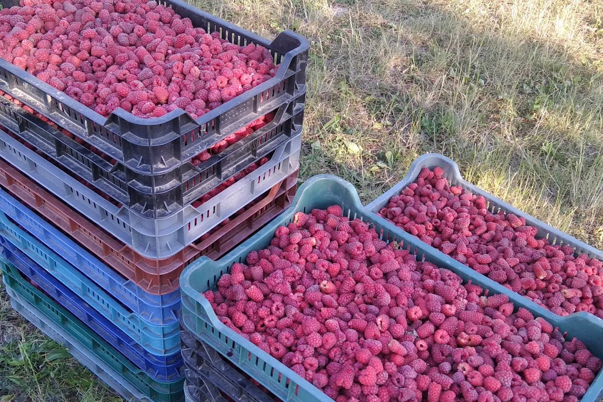 Ile można zarobić na zbieraniu malin? Sprawdź aktualne stawki i warunki